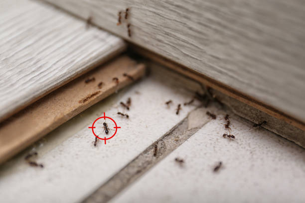 Wasp Removal Services in Fort Clark Springs, TX